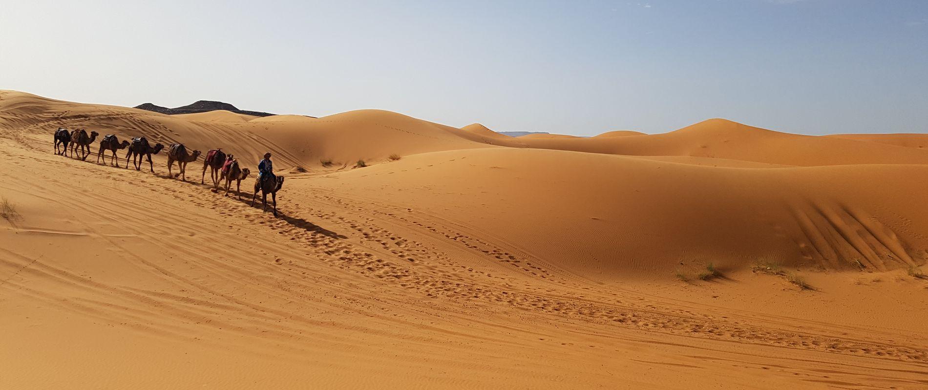 Camel trekking in Erg Chebbi dunes!